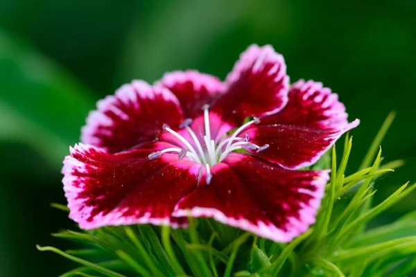 Свит Уильям (Dianthus barbatus) ) — стоковое фото