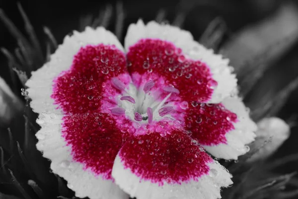 Dianthus barbatus — Stockfoto