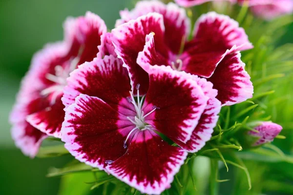 Свит Уильям (Dianthus barbatus) ) — стоковое фото