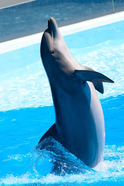 海豚表演 — 图库照片