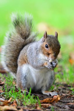 gri sincap bir fındık yeme