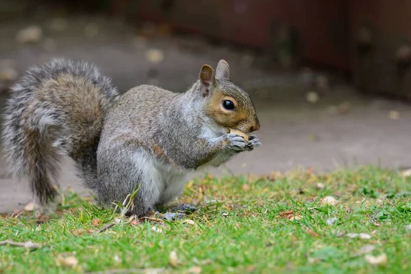 Gray squirrel — Stock Photo, Image