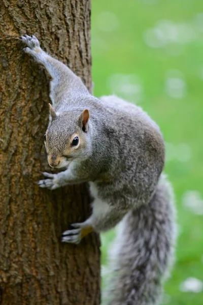 Grey squirrel — Stock Photo, Image