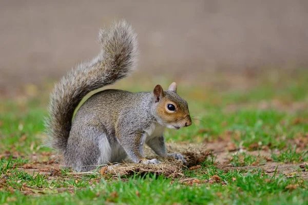 Silly squirrel — Stock Photo, Image
