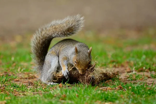 바보 다람쥐 — 스톡 사진