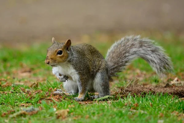 Grey squirrel — Stock Photo, Image