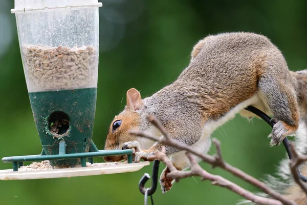 Squirrel stealing food from a bird feeder