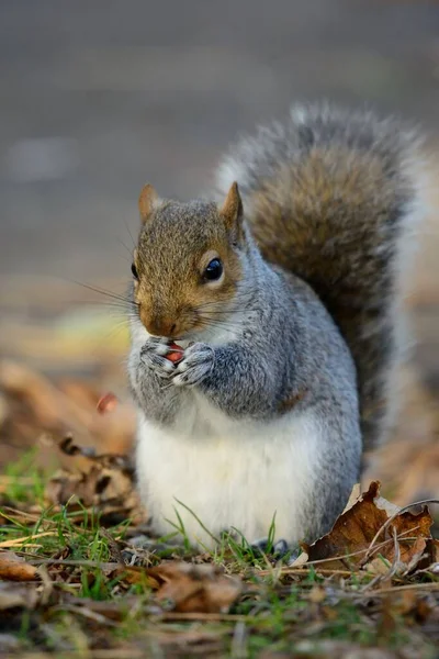 Grauhörnchen — Stockfoto