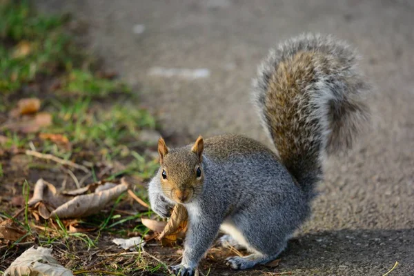 Grey squirrel — Stock Photo, Image