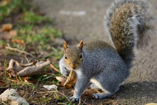 Gray squirrel — Stock Photo, Image