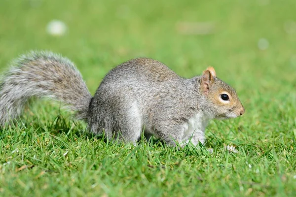 Grey squirrel in the park — Stock Photo, Image