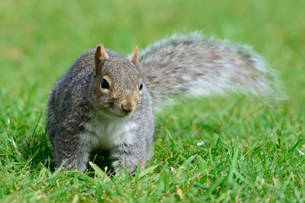 Grå ekorren i parken — Stockfoto