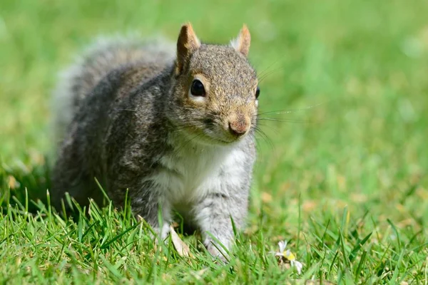 Szary wiewiórki w parku — Zdjęcie stockowe