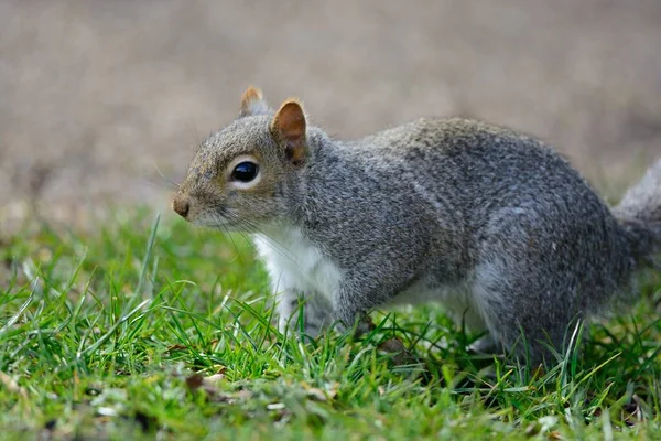 Grey squirrel in the park — Stock Photo, Image