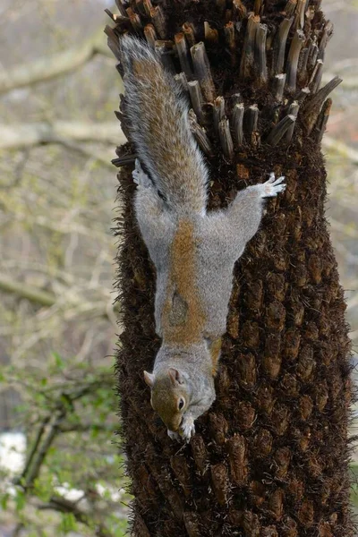 Gri sincap ağaca tırmanıyor. — Stok fotoğraf