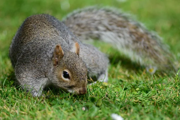 Szary wiewiórki w parku — Zdjęcie stockowe