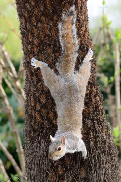 Gri sincap ağaca tırmanıyor. — Stok fotoğraf