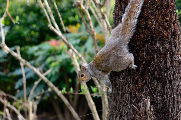 Grauhörnchen klettert auf einen Baum — Stockfoto