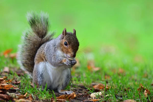 Grijze eekhoorn eten een moer — Stockfoto