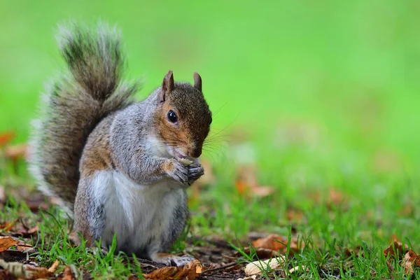 Grijze eekhoorn eten een moer — Stockfoto