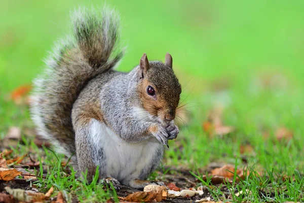 Grijze eekhoorn eten een moer — Stockfoto