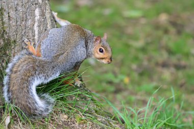 Doğu Gri Sincap (Sciurus carolinensis)