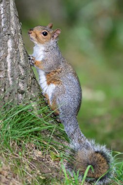 Doğu Gri Sincap (Sciurus carolinensis)