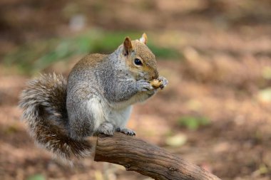 Doğu Gri Sincap (Sciurus carolinensis)