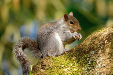 Doğu Gri Sincap (Sciurus carolinensis)