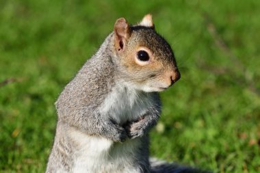 Doğu Gri Sincap (Sciurus carolinensis)