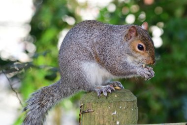 Gri Sincap (Sciurus carolinensis)