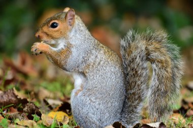 Doğu Gri Sincap (Sciurus carolinensis)