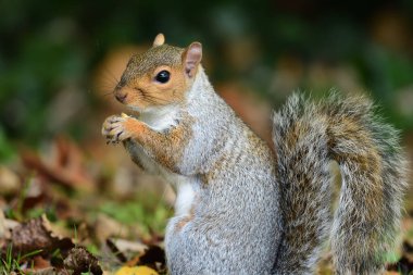 Doğu Gri Sincap (Sciurus carolinensis)