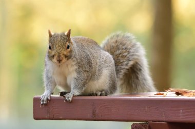 Doğu Gri Sincap (Sciurus carolinensis)