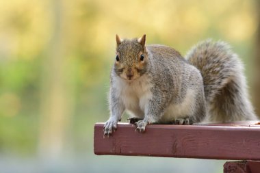 Doğu Gri Sincap (Sciurus carolinensis)