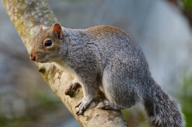 Doğu Gri Sincap (Sciurus carolinensis)