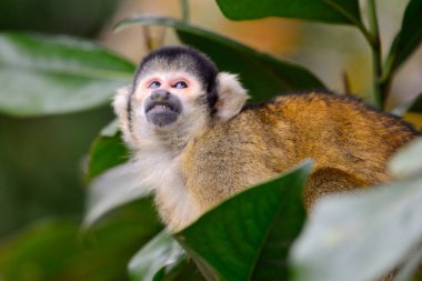 Ortak sincap maymun (Saimiri sciureus)