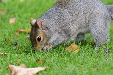 Doğu Gri Sincap (Sciurus carolinensis)