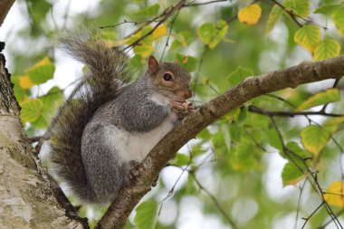 Doğu Gri Sincap (Sciurus carolinensis)