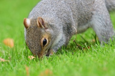 Doğu Gri Sincap (Sciurus carolinensis)