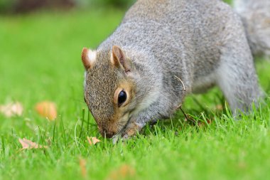 Doğu Gri Sincap (Sciurus carolinensis)