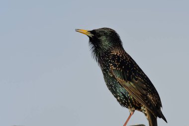 Sığırcık (Sturnus vulgaris))