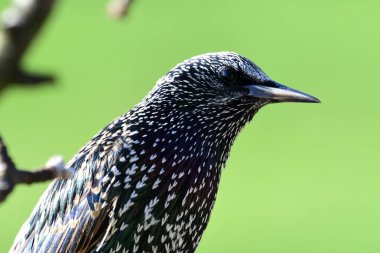 Sığırcık (Sturnus vulgaris))