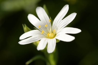 Chickweed (stellaria)