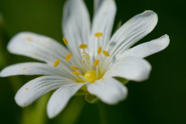 Stitchwort (Stellaria)