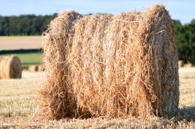 Straw bails in a field