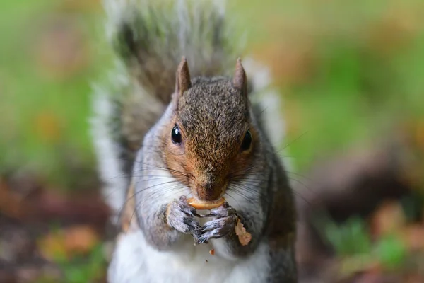 Grey squirrel eating a nut — Stock Photo, Image