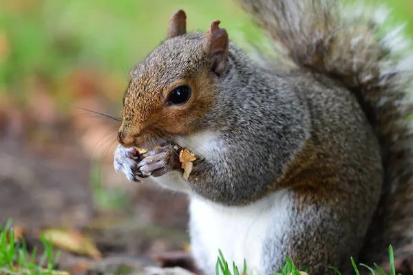 gri sincap bir fındık yeme