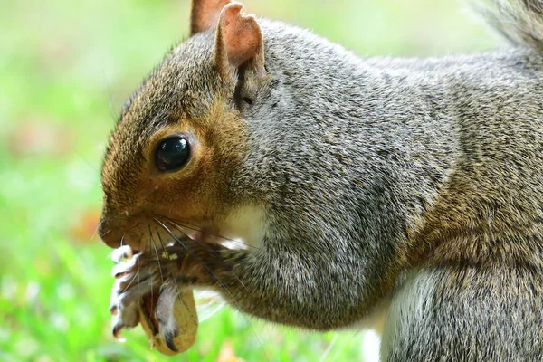 Esquilo cinzento comendo uma noz — Fotografia de Stock