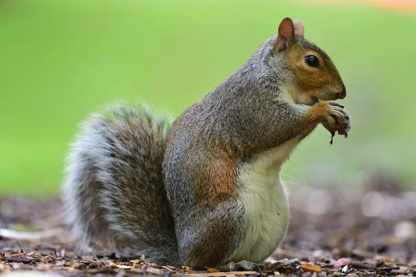 Grey squirrel eating a nut — Stock Photo, Image